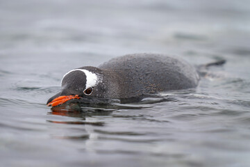 Gentoo penguin porpoising in water eyeing camera