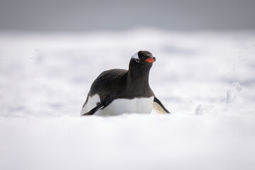 Gentoo penguin slides over snow on belly
