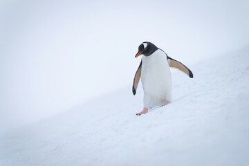 Gentoo penguin slides down slope looking down
