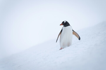 Naklejka premium Gentoo penguin on snowy slope eyeing camera