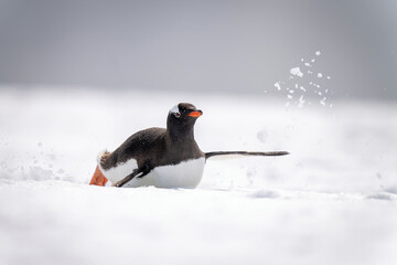 Gentoo penguin sliding over snow on belly