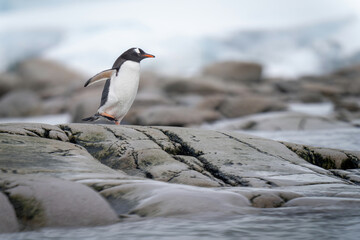 Gentoo penguin runs over rocks by sea