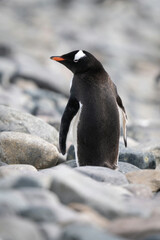 Obraz premium Gentoo penguin stands amongst rocks looking back