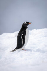 Obraz premium Gentoo penguin standing on snow in profile
