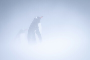 Obraz premium Gentoo penguin standing in profile in snow