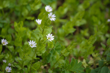 white flowers in the garden