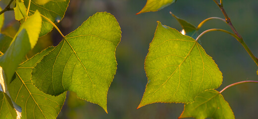 closeup green poplar tree branch with leaves, summer natural background