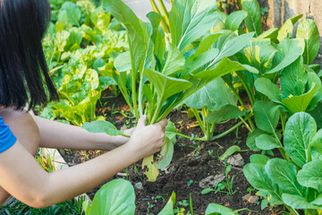 Gardeners are harvesting and inspecting kale produce for sale from organic, well-cultivated...