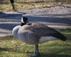 Canadian Goose resting