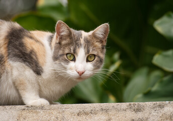 Cute cat outdoor in the garden