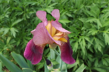 purple iris flower