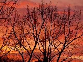 Tree silhouetted during sunrise