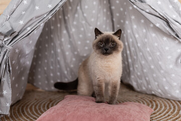 furry cat sitting on pillow in wigwam and looking away. © LIGHTFIELD STUDIOS