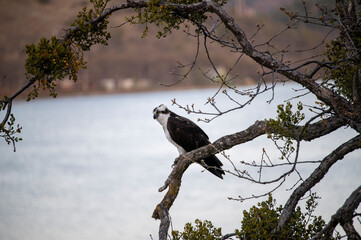 Osprey at dusk on an oak tree branch overlooking the river.