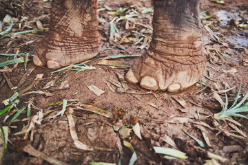 Wild at heart. Shot of an elephants feet as it stands in the jungle.