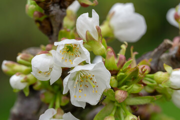 Macro detail of the flowers of a cherry tree with an insect