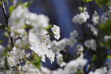 Blossom in spring, cherry buds