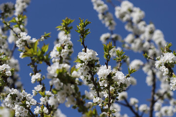 Blossom in spring, cherry buds