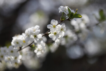 Blossom in spring, cherry buds