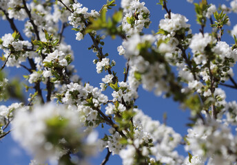 Blossom in spring, cherry buds
