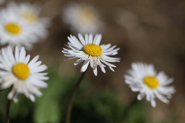Fototapeta premium Daisies in a garden
