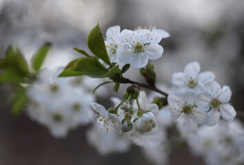 Blossom in spring, cherry buds