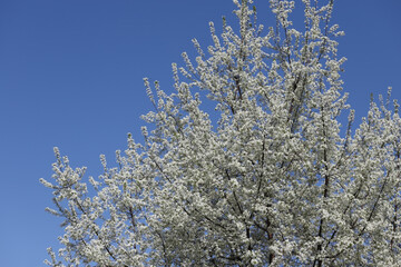 Blossom in spring, cherry buds