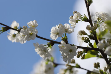 Blossom in spring, cherry buds