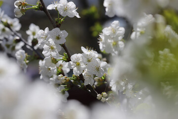 Blossom in spring, cherry buds
