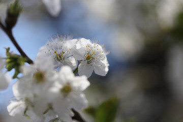 Blossom in spring, cherry buds