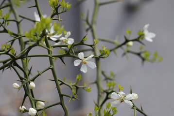 Trifoliage orange, poncirus, Citrus trifoliata