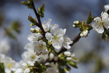 Obraz premium Blossom in spring, cherry buds
