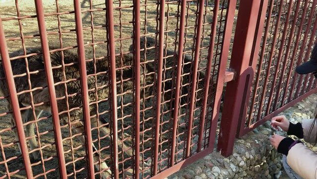 Two mountain goats eat bread from a girl hands. A young adult woman feeds animals in a zoo