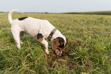 Small cute dog digging a hole in the ground in a meadow. Tricolor smooth coated Jack Russell...