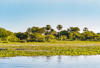 Amazing natural landscape of Ibera Wetlands with lagoon and palm trees, Corrientes, Argentina. With copy space.