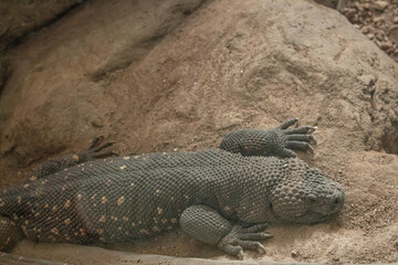 lizard on the rock