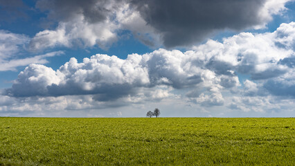 Fototapeta Dramatische Wolken über zwei Bäumen am Horizont, Aspach, Baden-Württemberg, Deutschland obraz