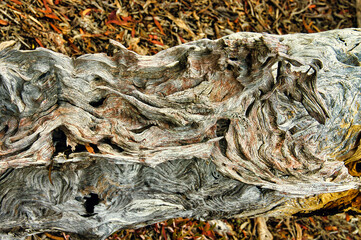 Closeup of abstract patterns in grey dead wood
