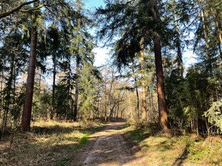 Path through the forest around Overberg