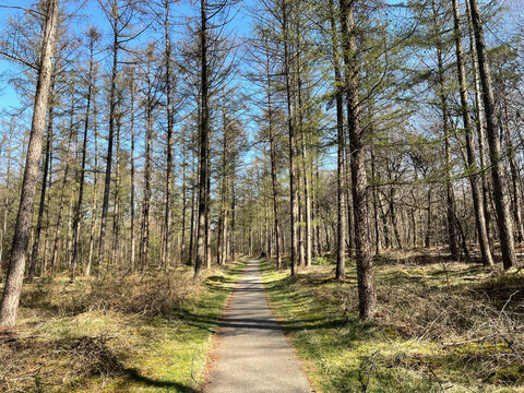 Path through the Amerongse forest
