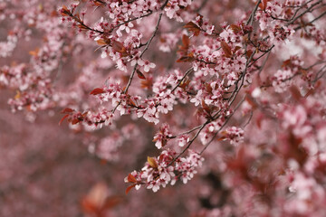 Blossom in spring, plum tree