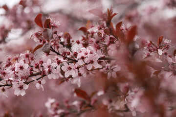 Blossom in spring, plum tree