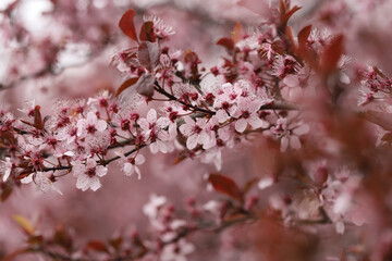 Blossom in spring, plum tree