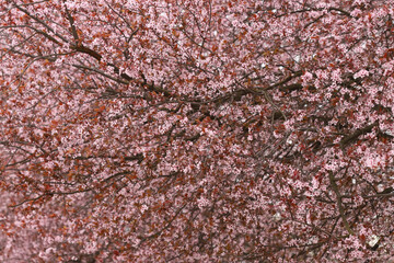 Blossom in spring, plum tree