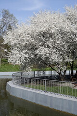 flowering trees on a warm spring day