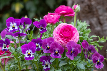 lila Hornveilchen und pink Ranunkeln im Frühlingsgarten