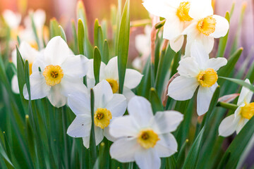 Daffodil flowers bloom in the garden in spring