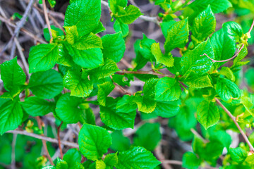 Green fresh lemongrass leaves on the background of intertwining branches