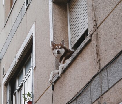 El perro del visillo