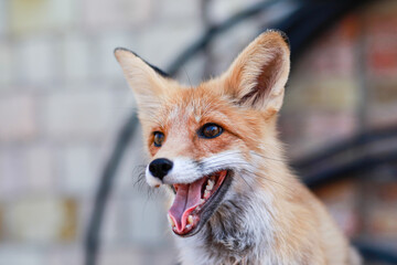 red fox vulpes
